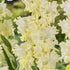 Gladiolus Lemon Frizzle 10-pack