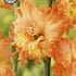 Gladiolus Princess Frizzle 10-pack
