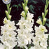 Gladiolus Snowy Frizzle 10-pack