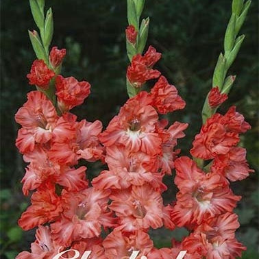 Gladiolus Ted&