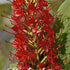 Hedychicum Red 1-pack