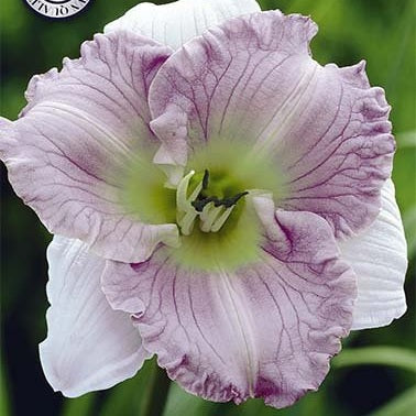 Daglilja-Hemerocallis Ellonore 1-pack