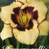 Daglilja-Hemerocallis Sabine Bauer 1-pack