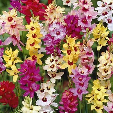 Ixia Mixed 15-pack