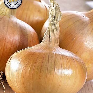 Lök-Onion Sturon 250 g