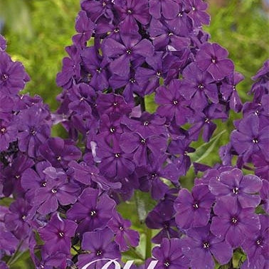 Flox-Phlox Purple - Dusterlohe - 1-pack