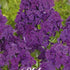 Flox-Phlox Purple - Dusterlohe - 1-pack