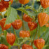 Physalis Franchetti 4-pack