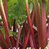 Rabarb-Rhubarb Victoria 1-pack