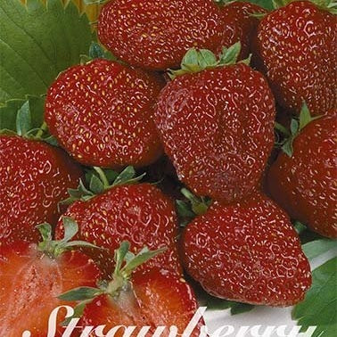 Jordgubb Polar Star 3-pack