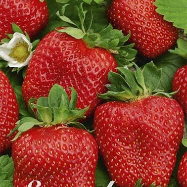 Jordgubb Senga 3-pack