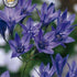 Bukettlilja-Tritelia Queen Fabiola 15-pack