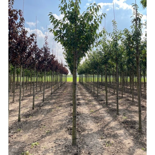 Koristekirsikka - Prunus serrulata &