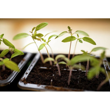 Minikasvihuoneen ruukkuinsertit Suuri