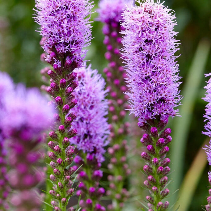 Ruusupensas-Liatris Spicata 10-pakkaus