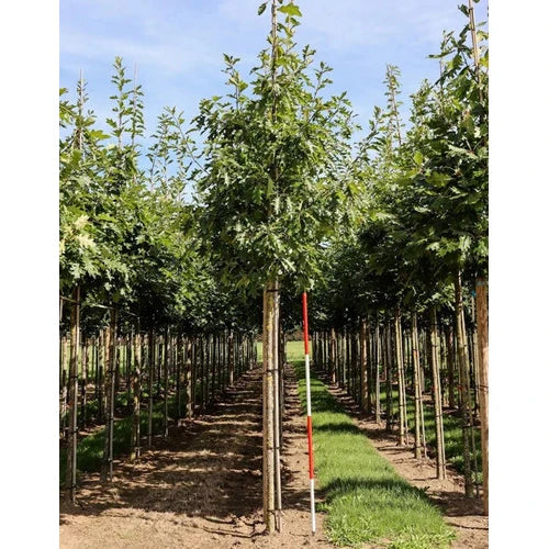 Rödek - Quercus rubra - Rungon ympärysmitta 20-25 cm, korkeus 4-4,5 metriä, HS,