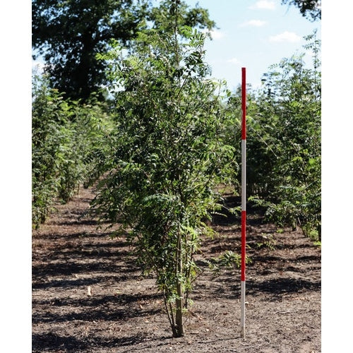 Rönn - Sorbus aucuparia 300-350 MS COCO