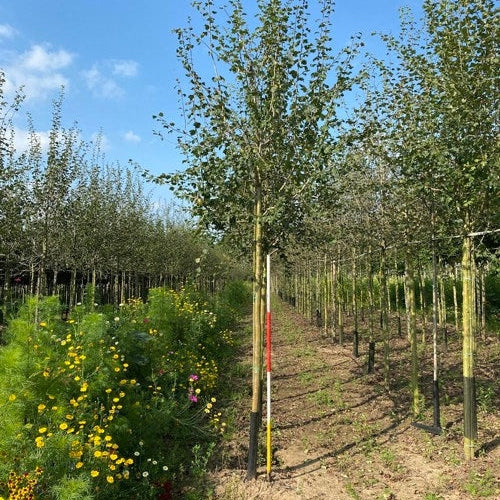 Ruusuhäkkilä - Crataegus media &