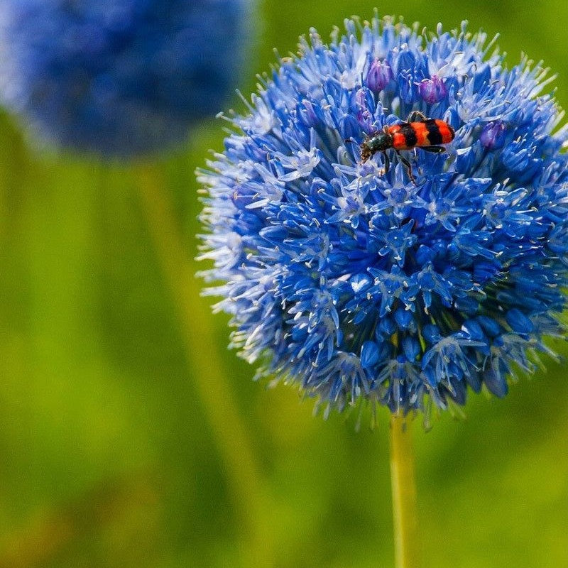Allium Azureum 30-paketti