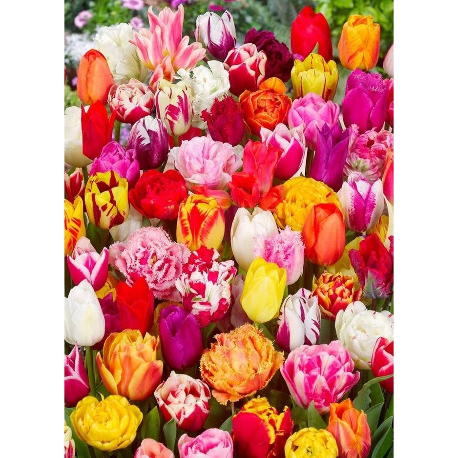 Tulppaaniseos Yllätys 50-pakkaus