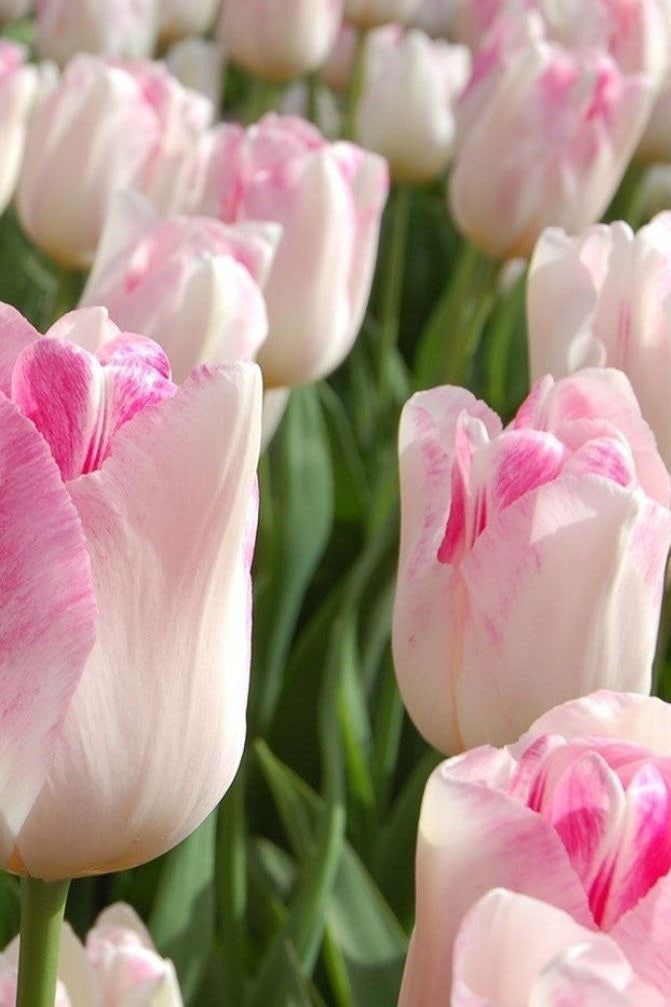Tulppaani &