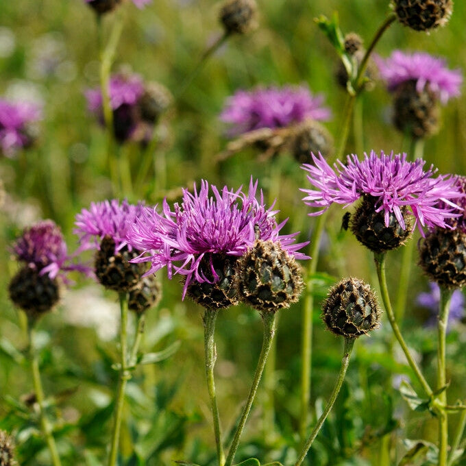 Centaurea Scabiosa 1-paketti