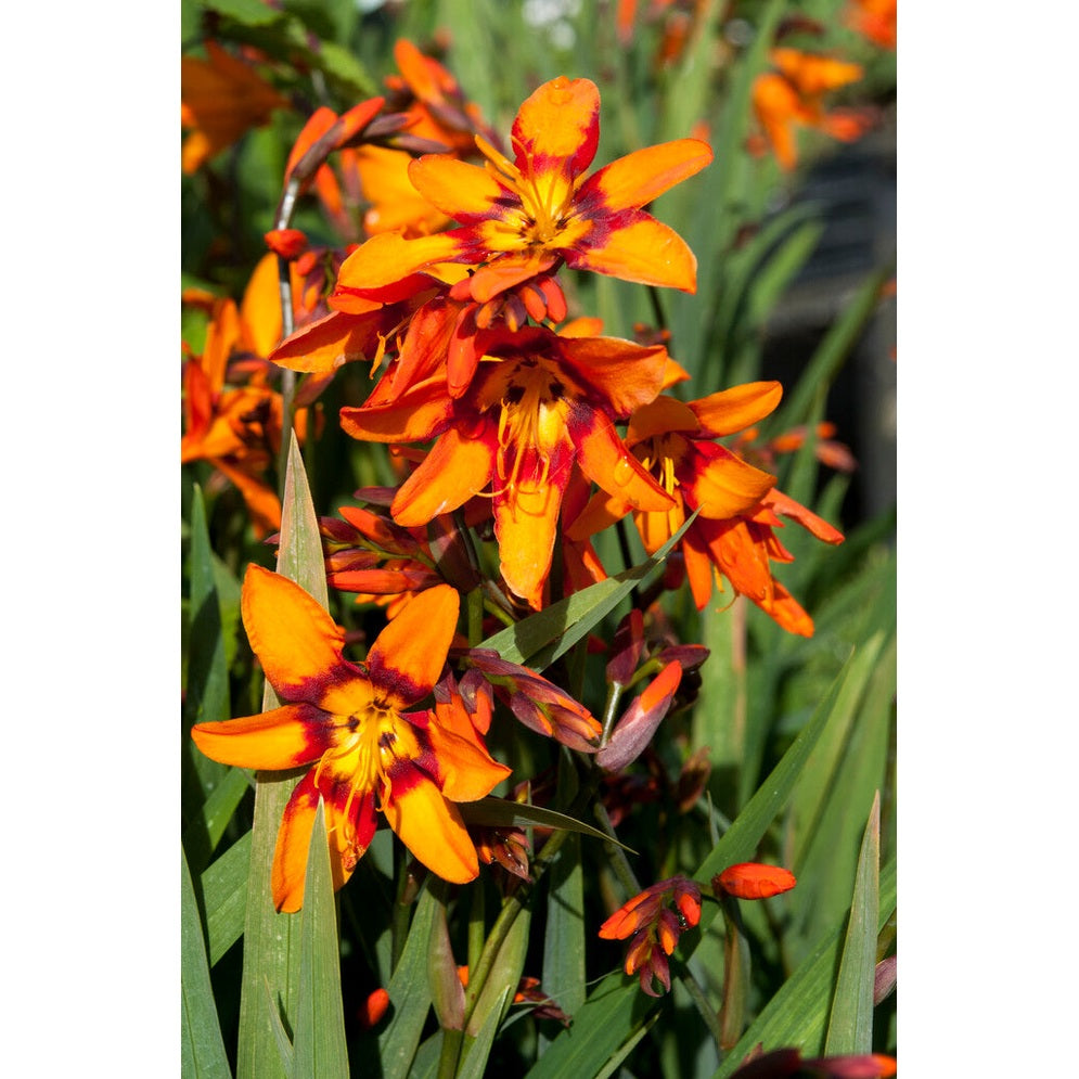 Montbretia-Crocosmia Emily Mckenzie 10 -pakkaus