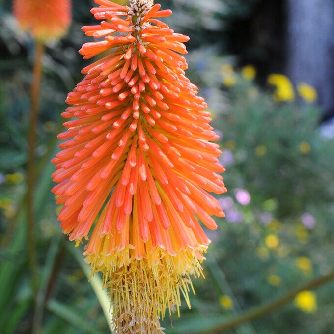Fackellija-Kniphofia Uvaria 1-pakkaus