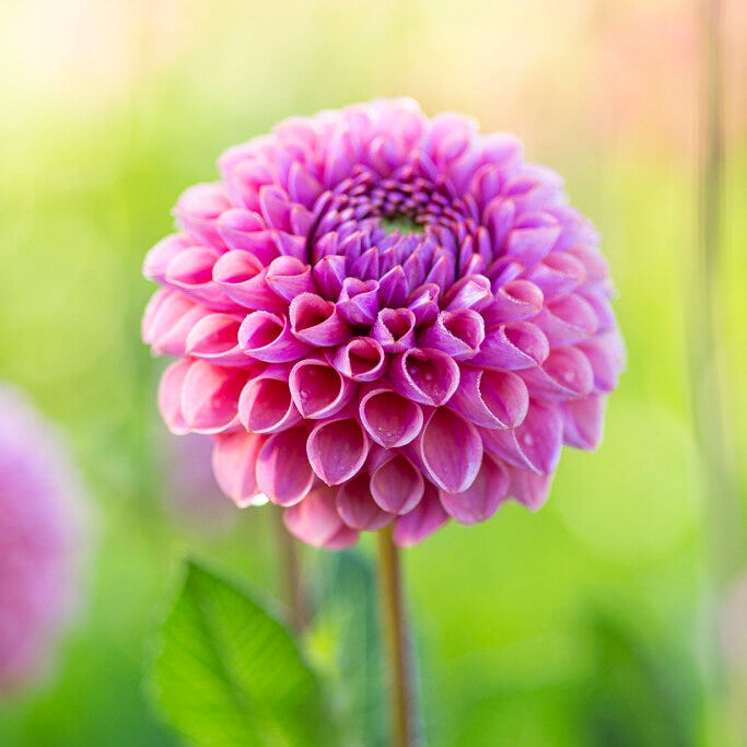 Dahlia Boll Caitlins Joy 1-pakkaus