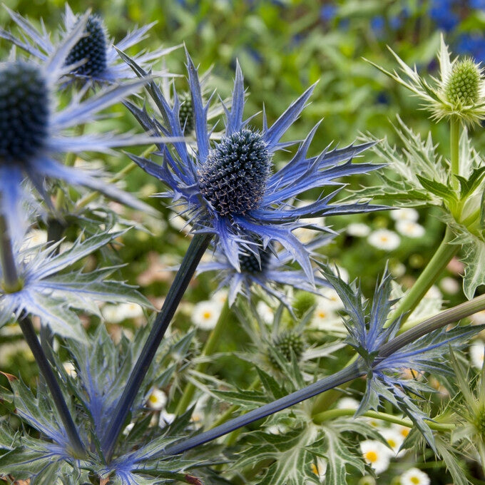 Martorn-Eryngium Big Blue 1-pakkaus