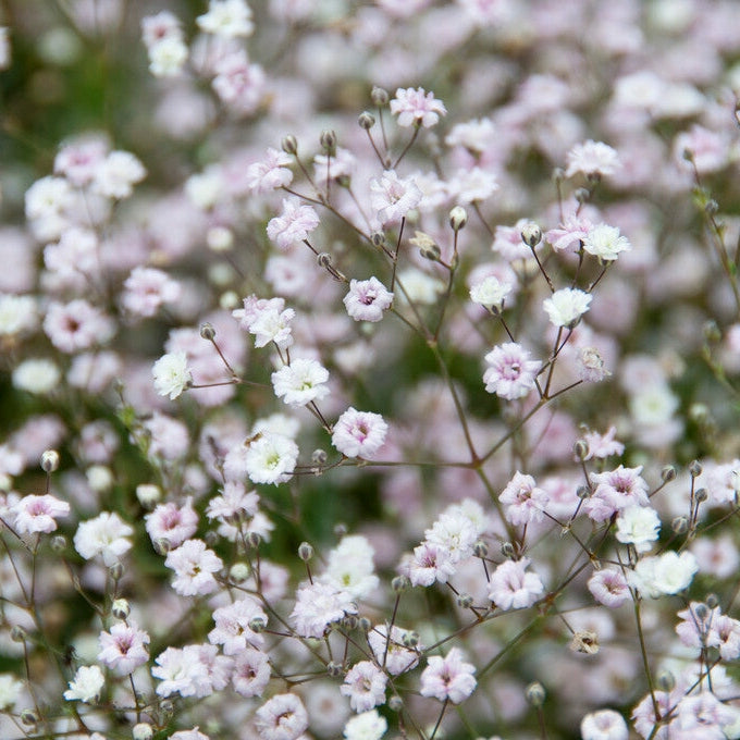 Häähuntu-Gypsophila Bristol Fairy 3-pack