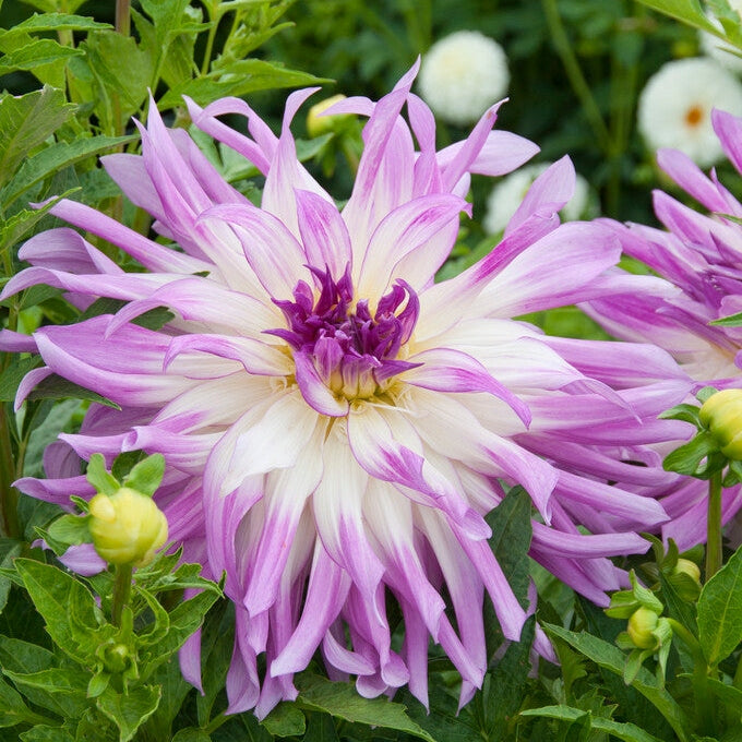 Dahlia Kaktus Mingus Randy 1-pakkaus