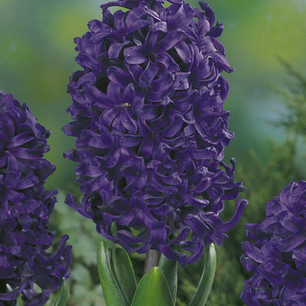 Hyacinth 'Spring Field' 5-pack