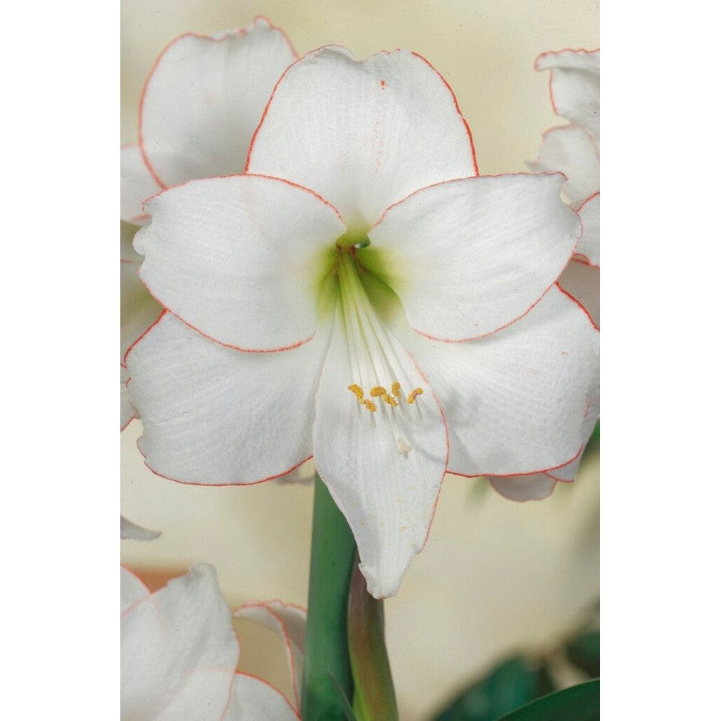 Amaryllis-Hippeastrum &