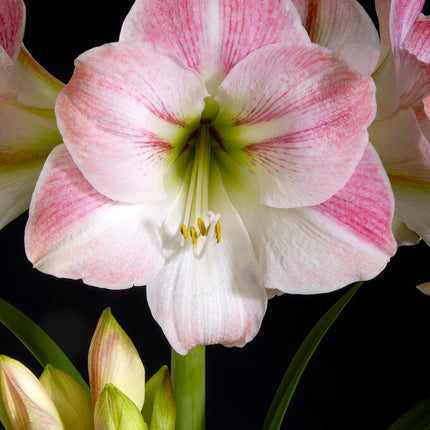 Amaryllis-Hippeastrum 'Apple Blossom' 1-pack