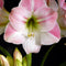 Amaryllis-Hippeastrum 'Apple Blossom' 1-pack