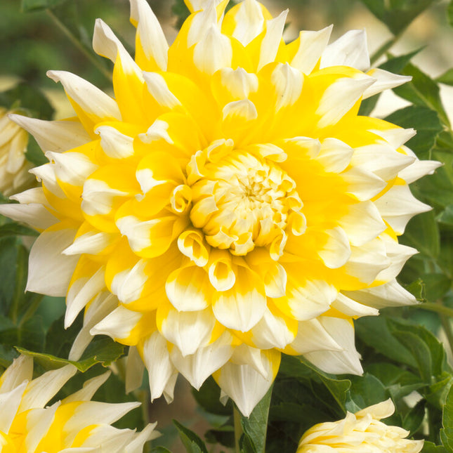 Dahlia Dekorativ Grand Prix 1-pack NYHET