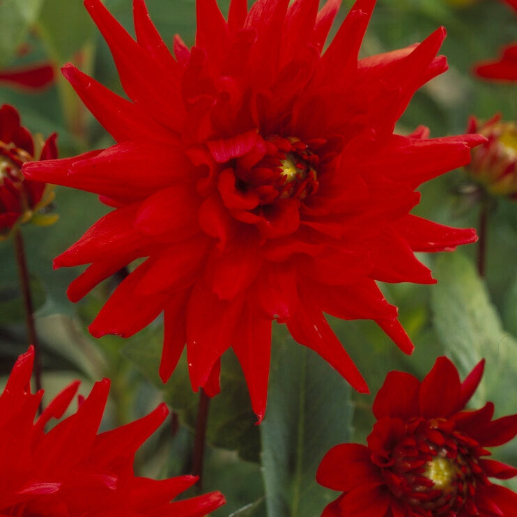 Dahlia Border Red Pigmy 1-paketti