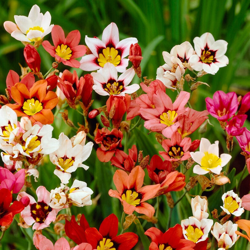 Sparaxis Sekoitus 20-pakkaus