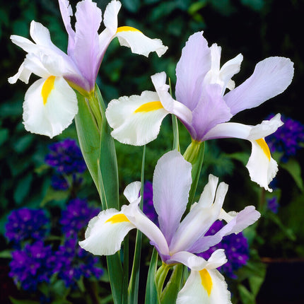 Holländsk iris-Iris hollandica 'Surprise' 10-pack