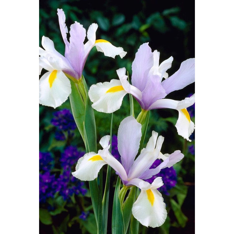 Hollantilainen iiris - Iris hollandica &