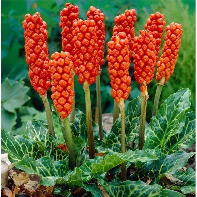 Italialainen munkinhattu-Arum Italicum 3-pakkaus