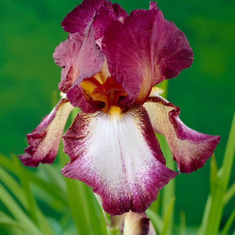 Tyskiris-Iris Germanica Crinoline 1-pakkaus
