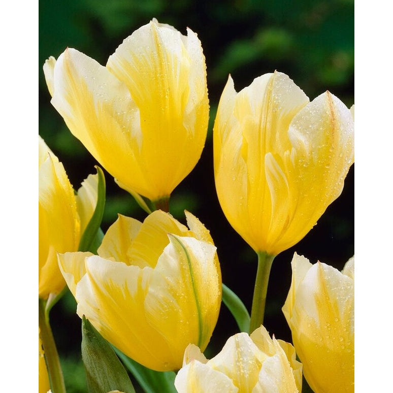 Tulppaani Sweetheart 7-pakkaus