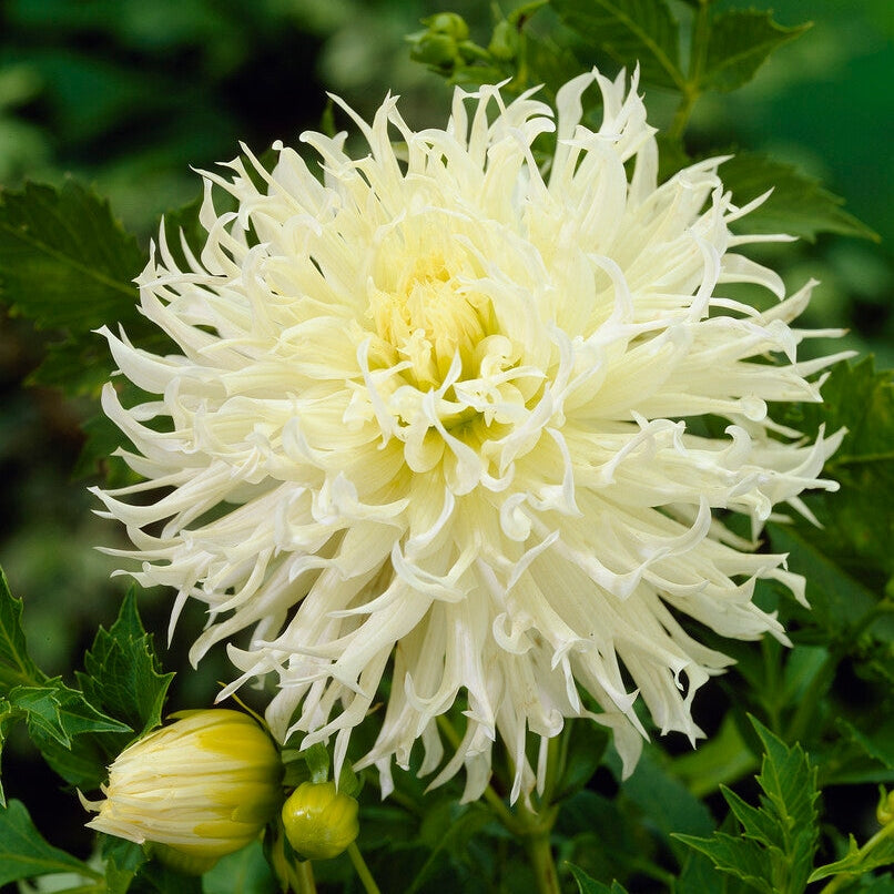 Dahlia Kaktus Tsuki no Shisha 1-pakkaus