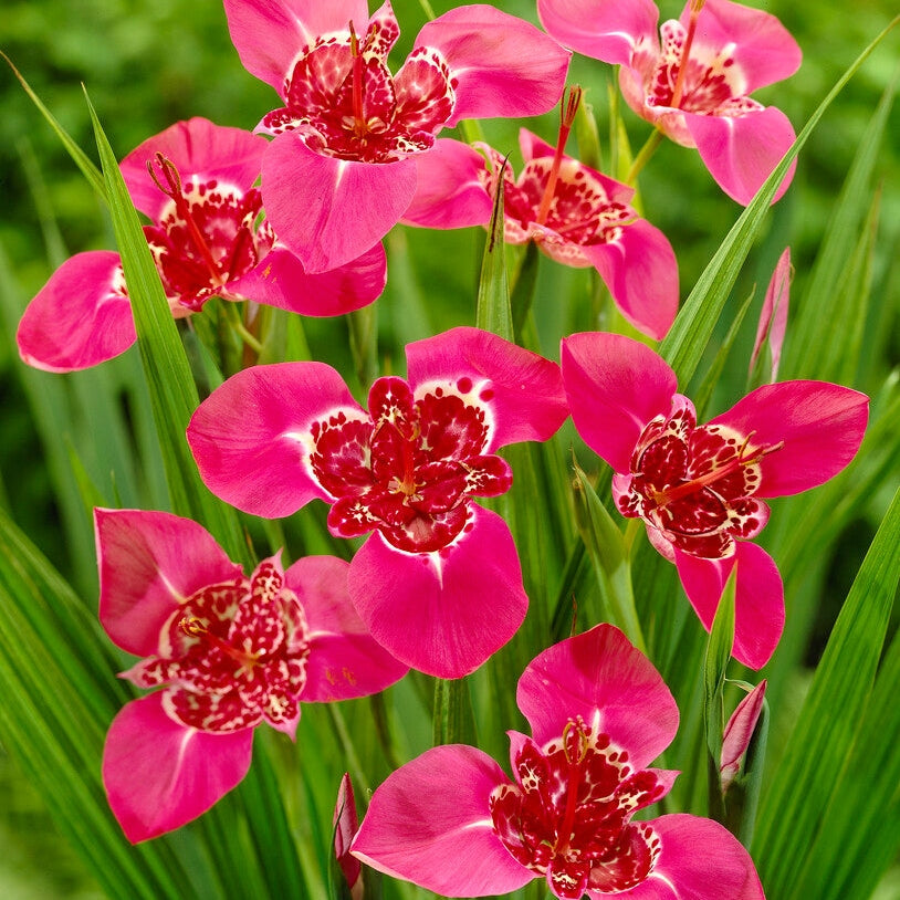 Tigridia Lilacea 10-pakkaus