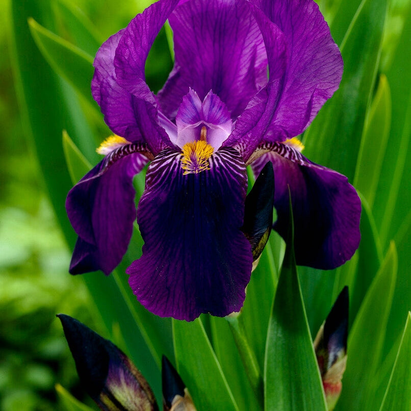 Tyskiris-Iris Germanica Joanna 1-pakkaus