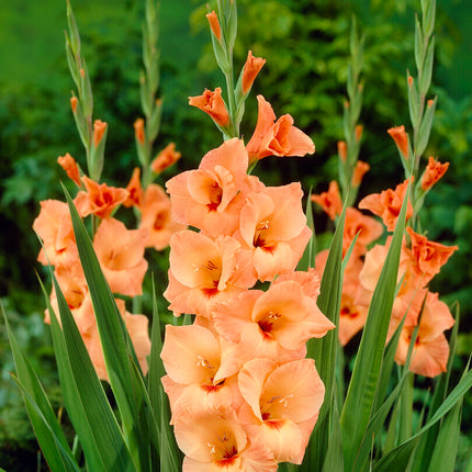 Gladiolus Peter Pears 10-pack