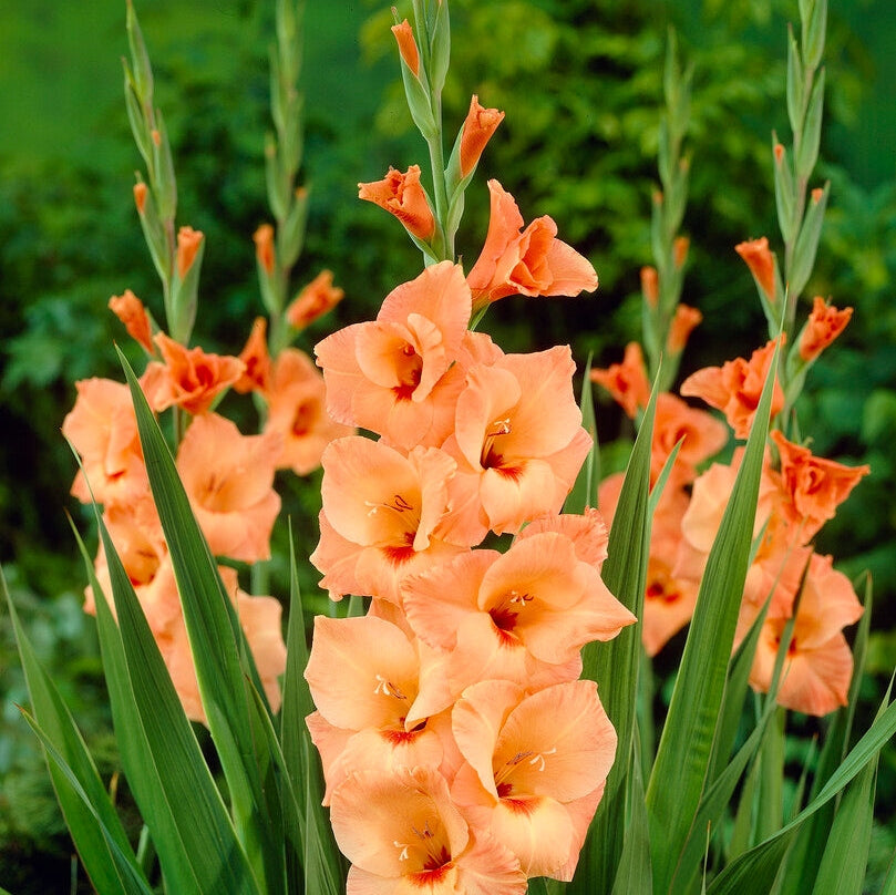 Gladiolus Peter Pears 10-pakkaus