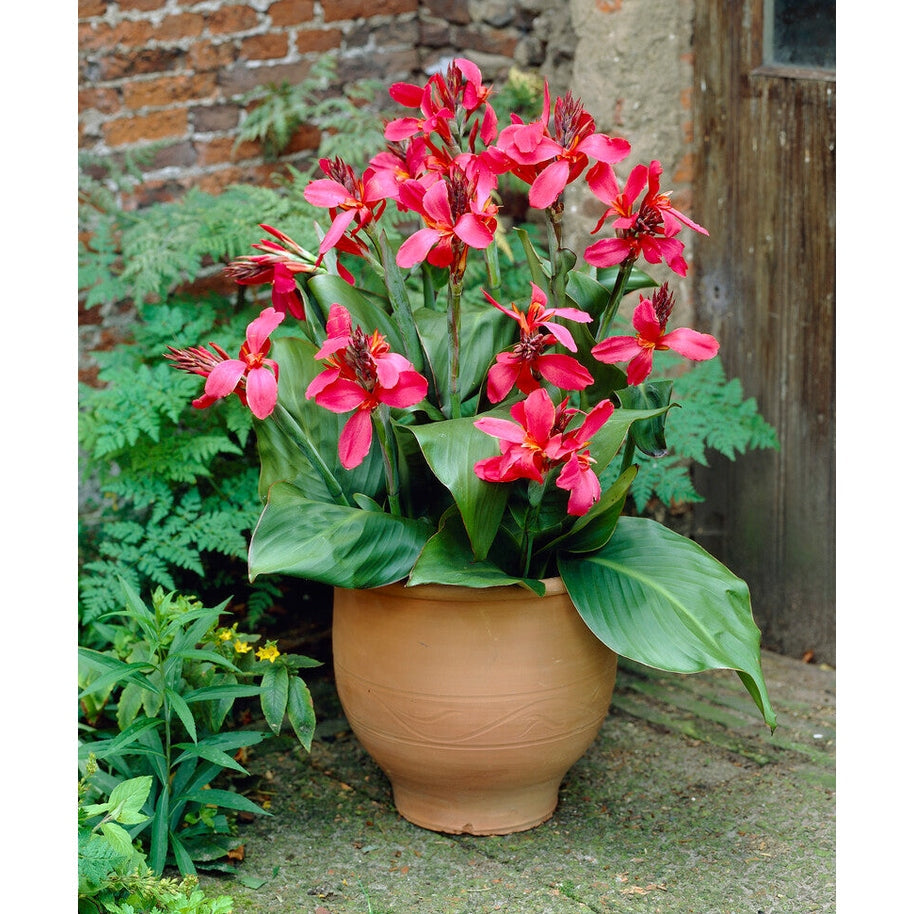 Canna Pink 1-pakkaus